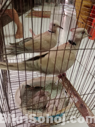 Australian Dove